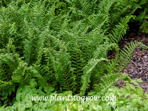 Crested Lady Fern (Athyrium filix-femina Vernoniae Cristata) 
(mid July)